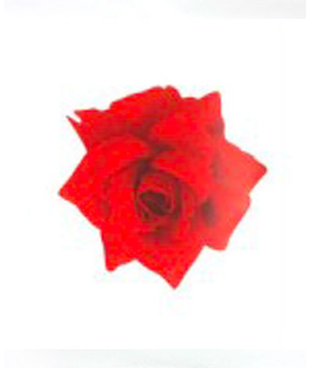 443-Rosa-Classica Classic Rose - Image 1